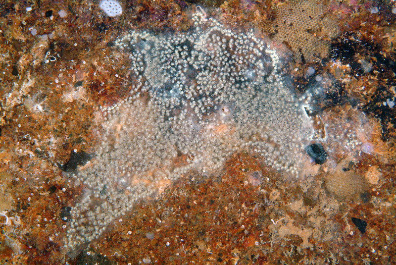 Diplosoma spongiforme